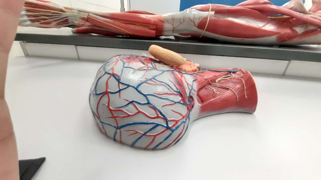anatómia kirakós online