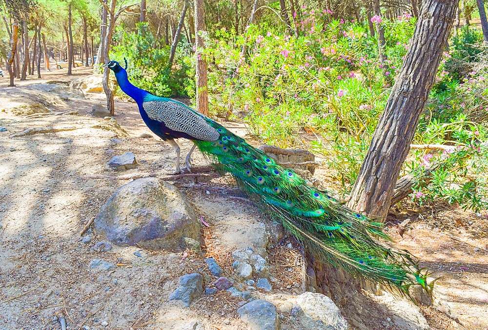 Isola greca della foresta di pavoni di Kos puzzle online