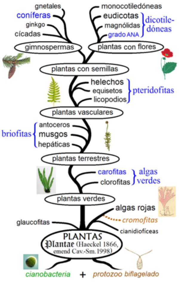 植物界 オンラインパズル