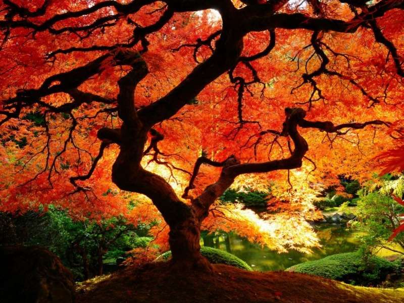 Огнено есенно дърво, нещо красиво онлайн пъзел
