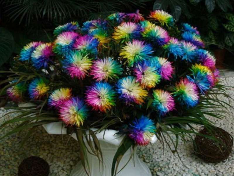 Duhové chryzantémy -Rainbow-Chryzantéma skládačky online