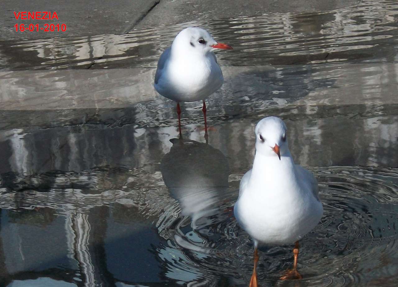 Gaviotas en la plaza San Marco rompecabezas en línea