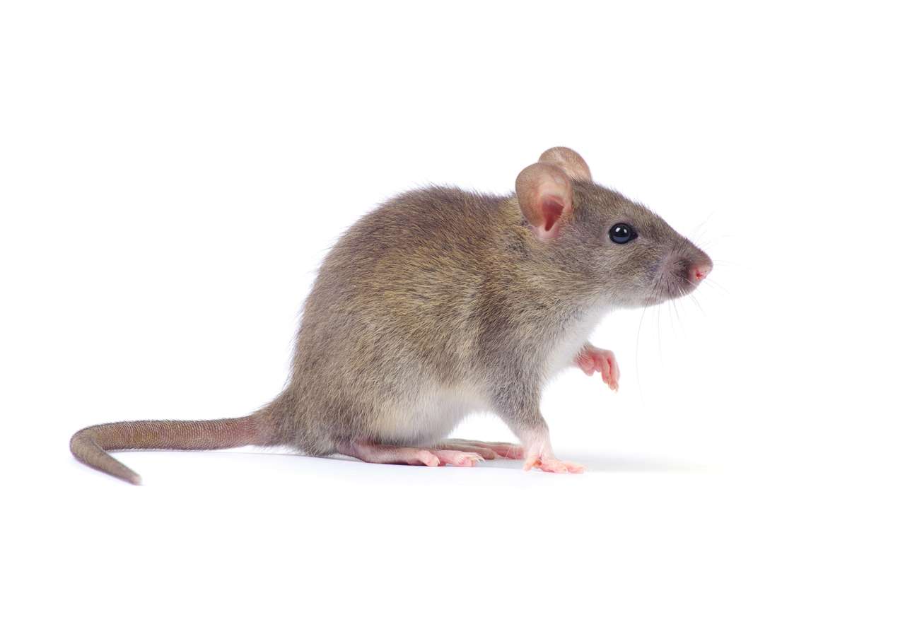 Щур миша онлайн пазл