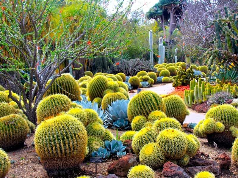 Красива градина на пустинните кралици :) онлайн пъзел