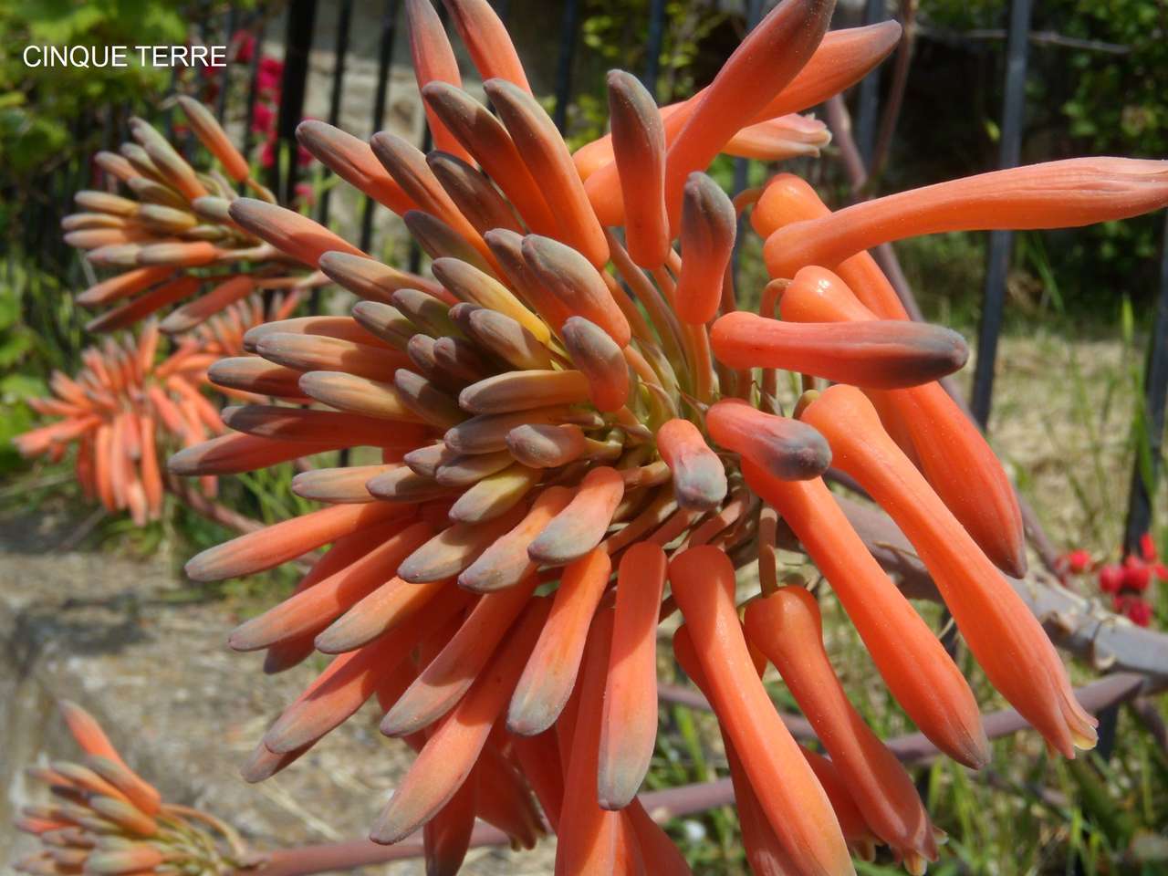 Enorme oranje bloemen legpuzzel online