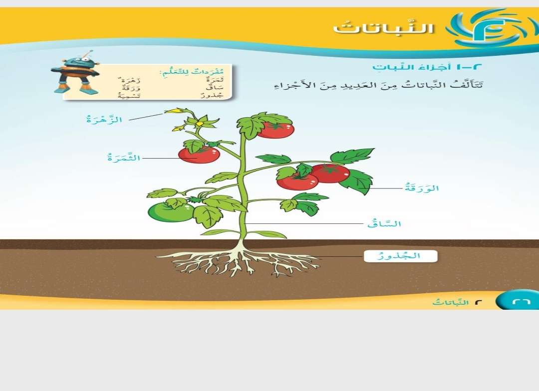 صورة لاجزاء النبات لتسهيل الحفظ للطلاب παζλ online