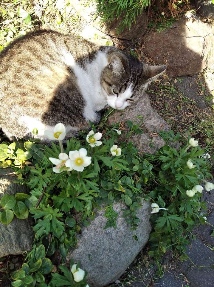 Кішка лежить у траві пазл онлайн