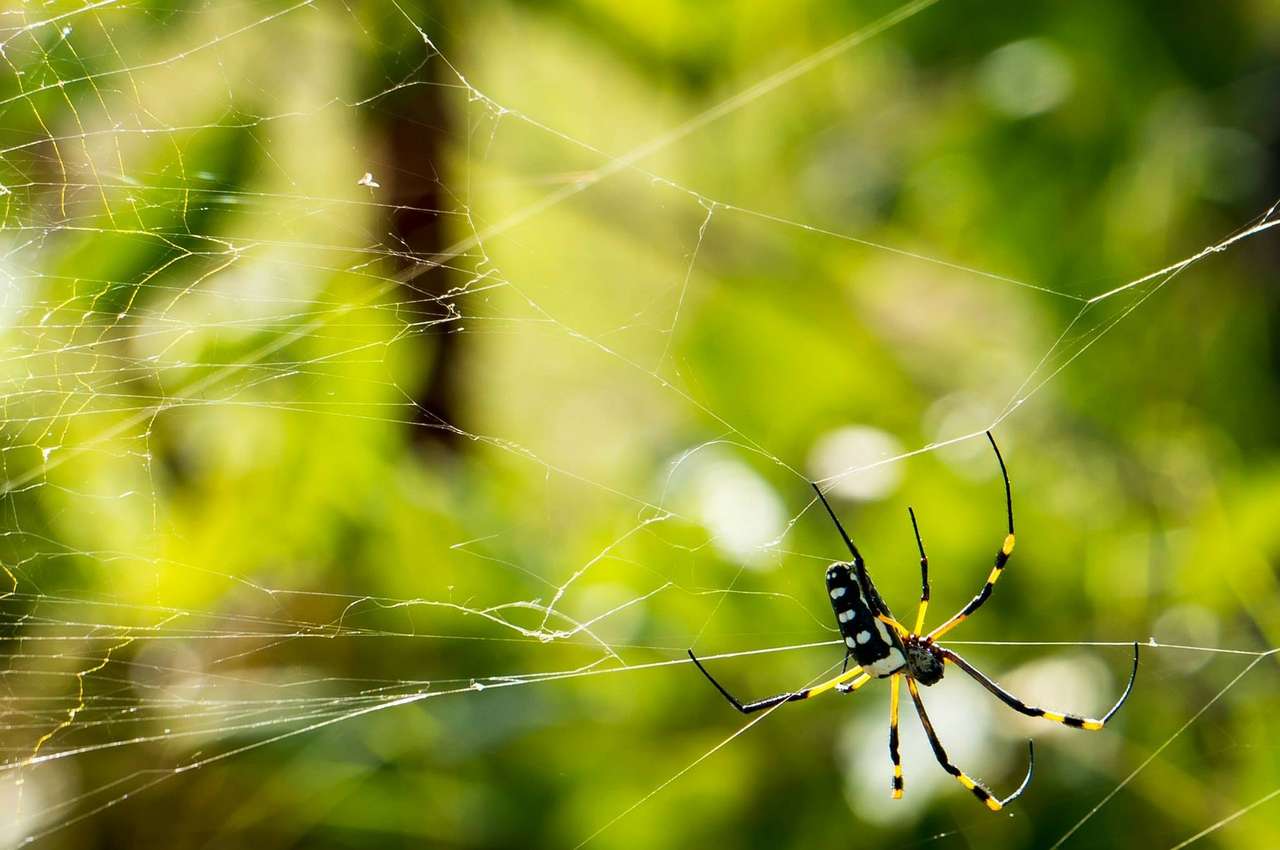 pavouk v síti skládačky online