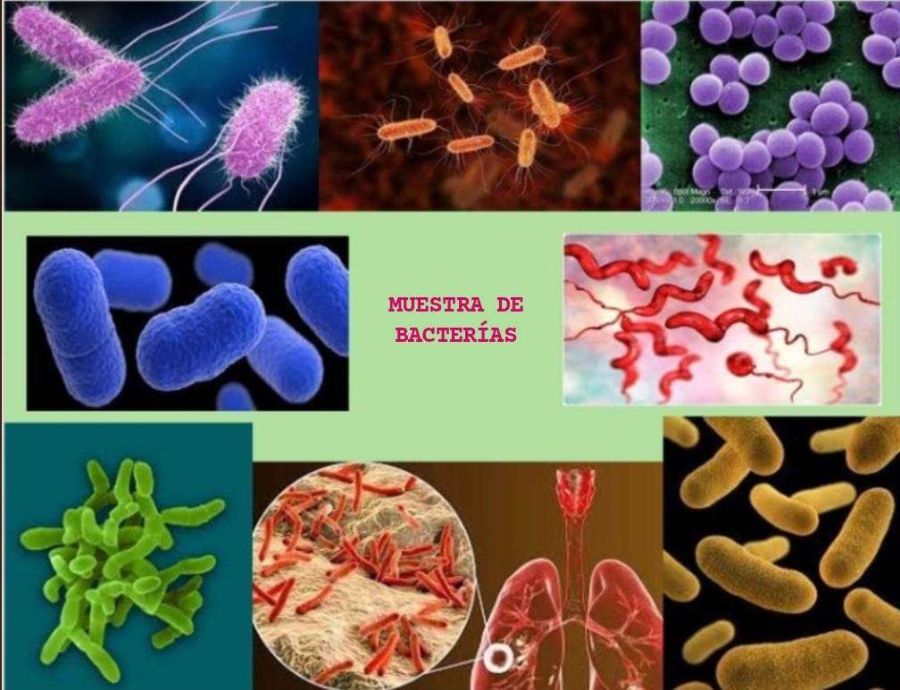bacterii jigsaw puzzle online