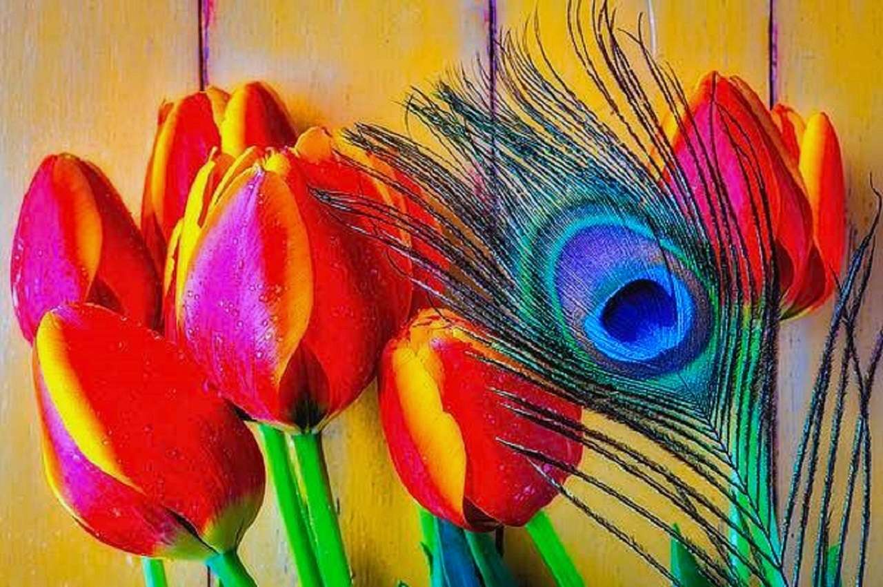 Tulipanes primaverales y una pluma de pavo real, una maravilla de la naturaleza rompecabezas en línea