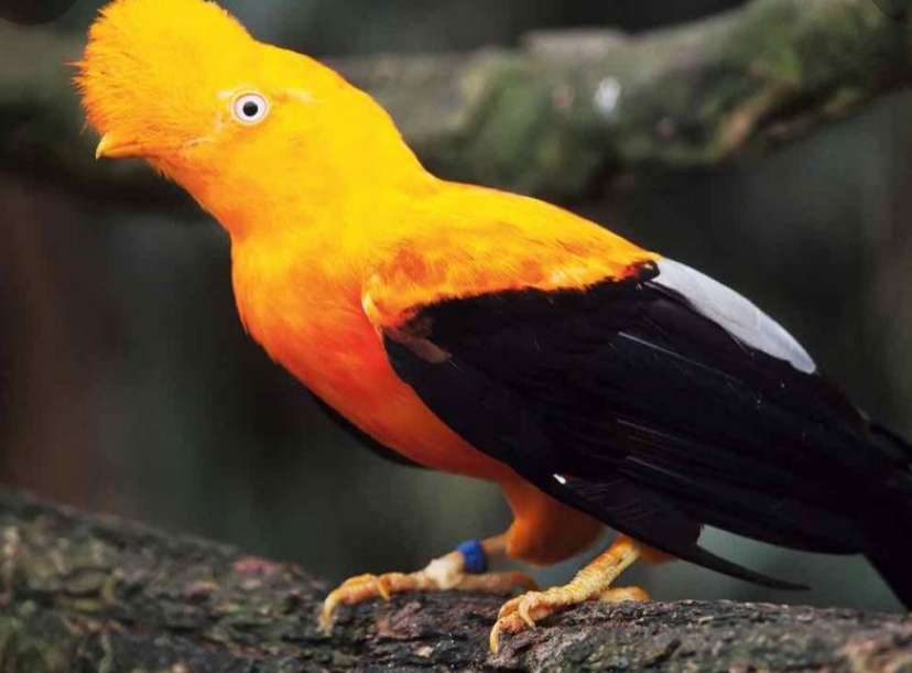 pasăre cu smocuri galbene puzzle online