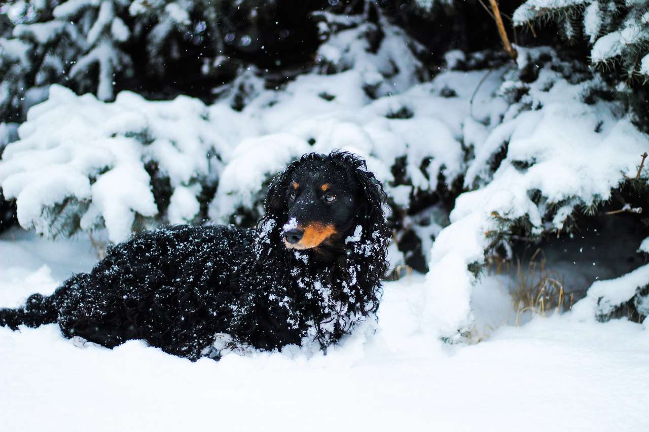 liten hund i snön Pussel online