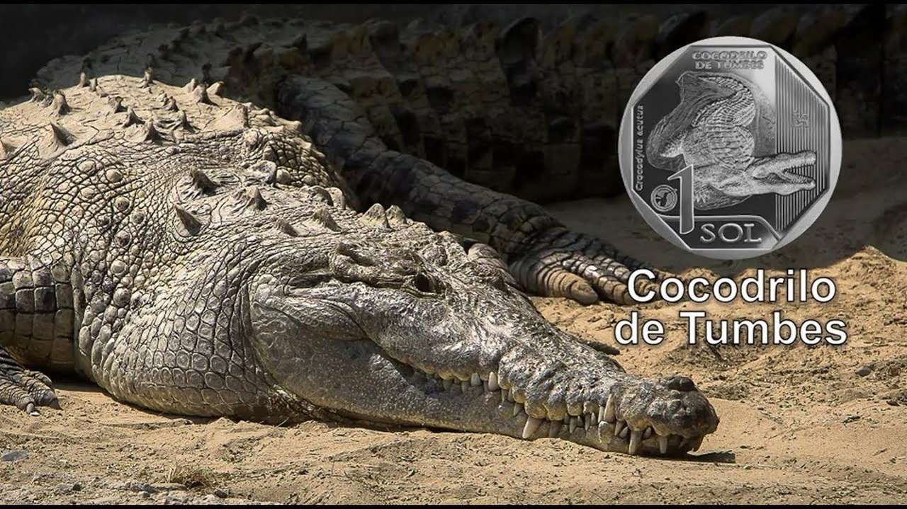 Crocodile de Tumbes puzzle en ligne