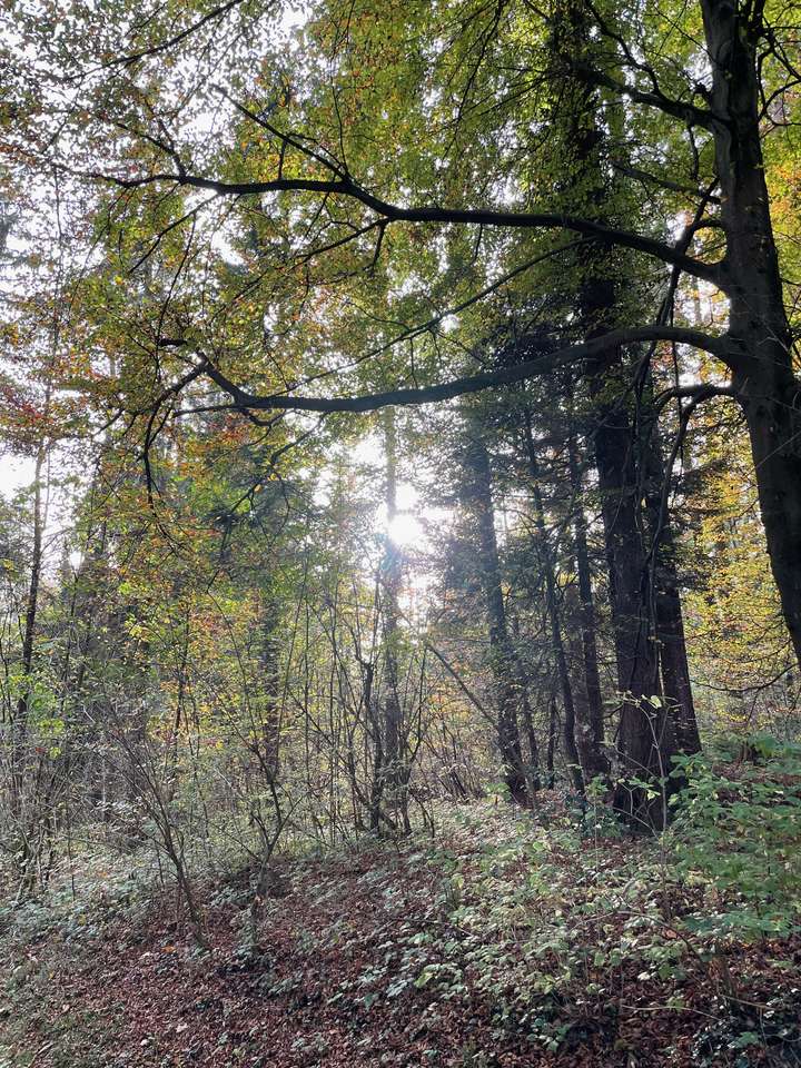 秋の森 ジグソーパズルオンライン