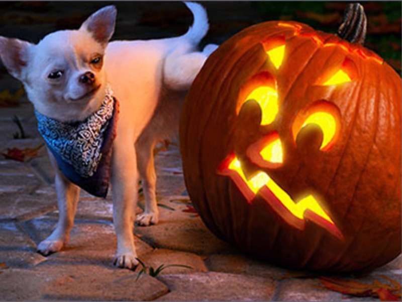 Ha ha ha, bange Halloween-pompoen legpuzzel online