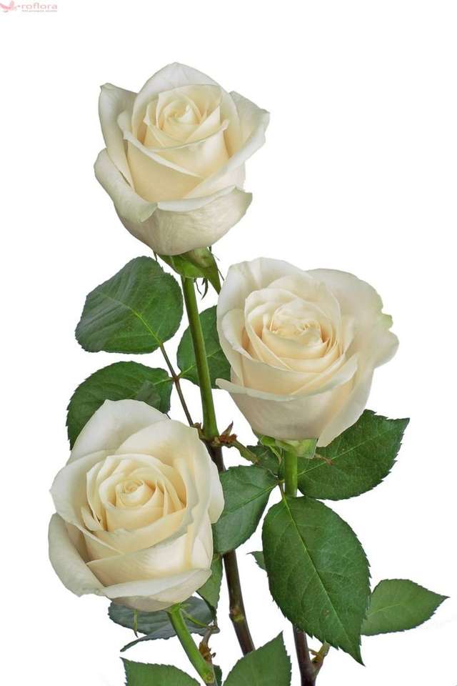 «Το τριαντάφυλλο» του Εμίλ Γκαρλεάνου online παζλ