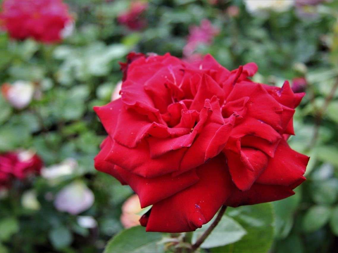feszes vörös rózsa kirakós online