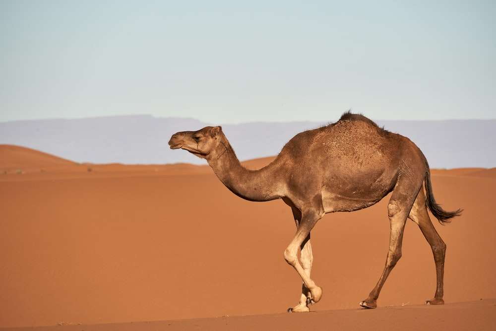 kameel puzzel online puzzel
