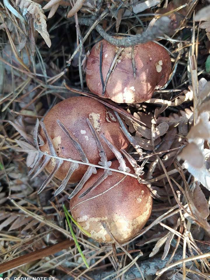champignons d'automne dans la forêt puzzle en ligne