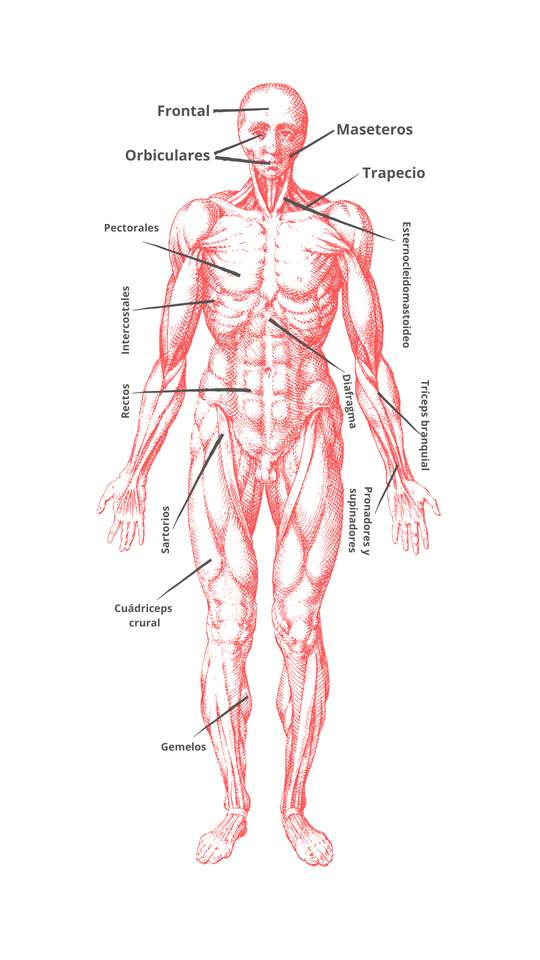 muscular system jigsaw puzzle online