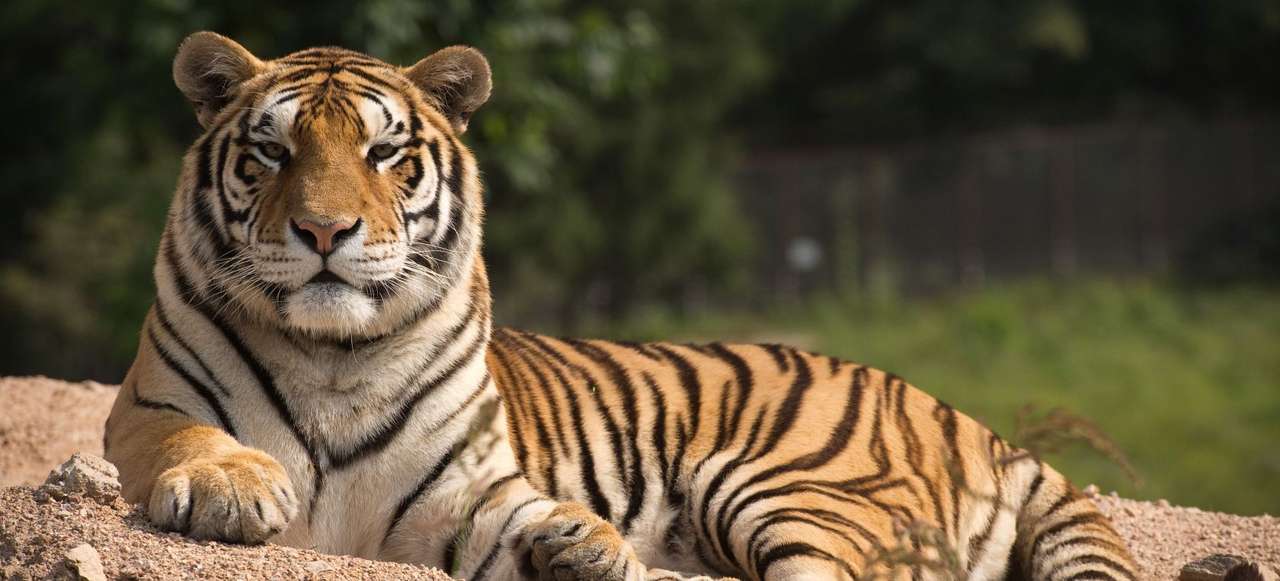 бенгальский тигр пазл онлайн