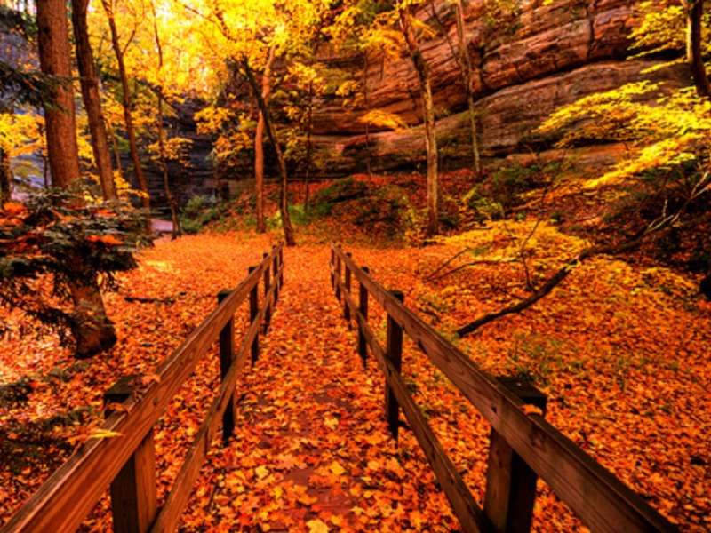 Illinois -Park -Podzimní park skládačky online