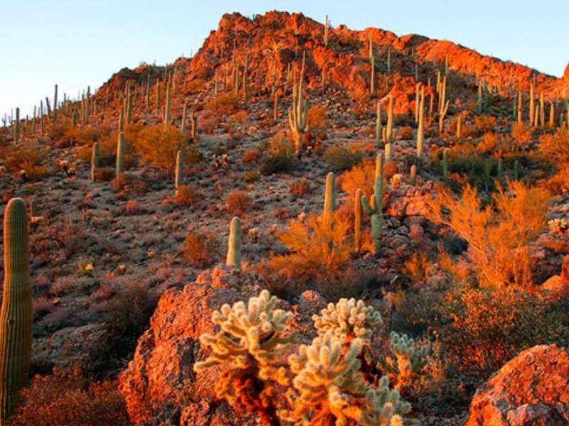 Podzim v Arizoně - Podzim v Arizoně mezi kakpusy skládačky online