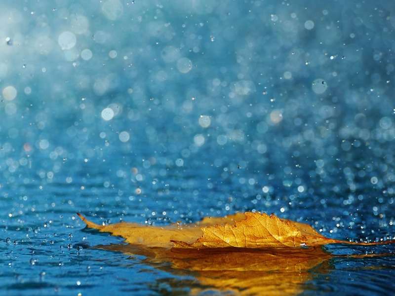 Hoja de otoño- Hoja de otoño bajo la lluvia :) rompecabezas en línea