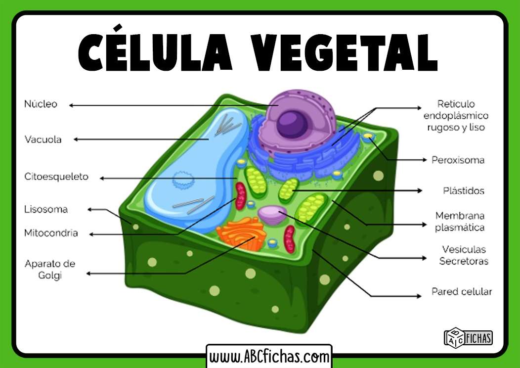 puzzle de cellules végétales puzzle en ligne