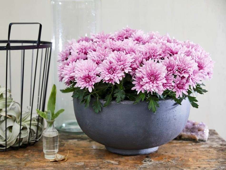 Pink chrysanthemums in a pot online puzzle