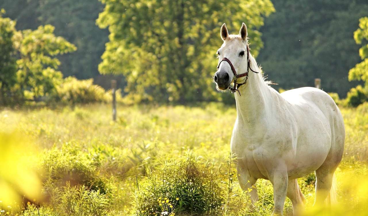 自然の懐に佇む野生の白馬 ジグソーパズルオンライン