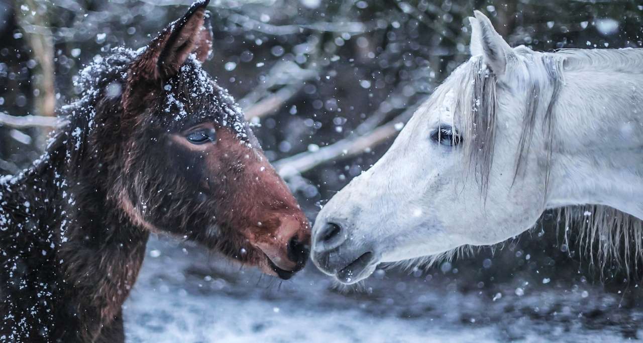 Due cavalli e il loro amore invernale puzzle online
