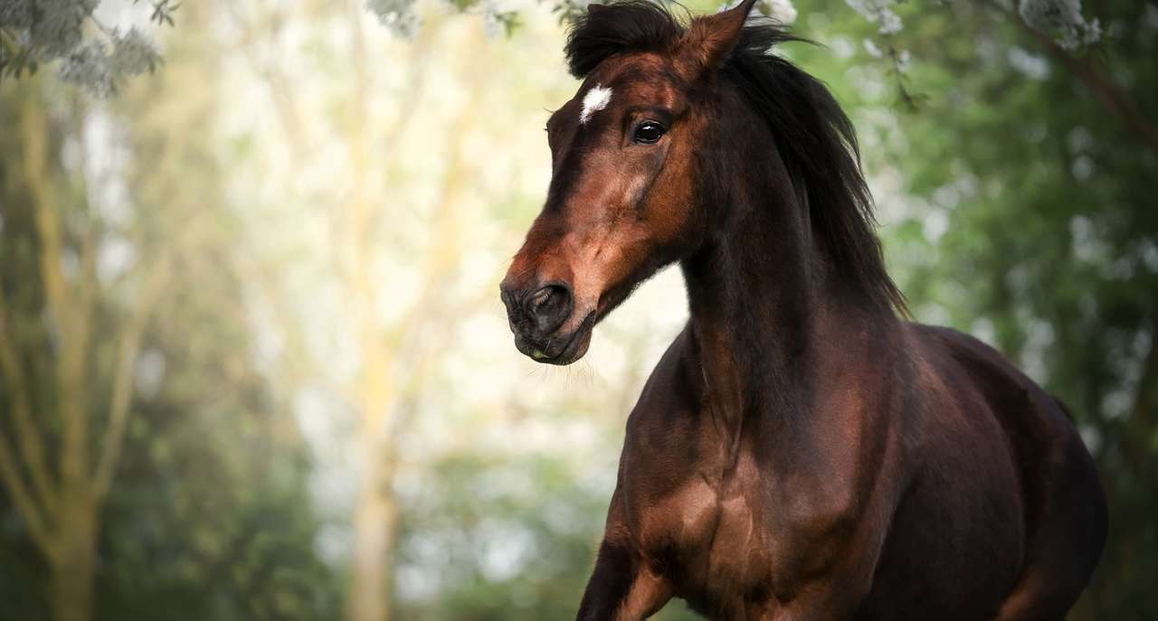 Шоколадний красивий кінь пазл онлайн