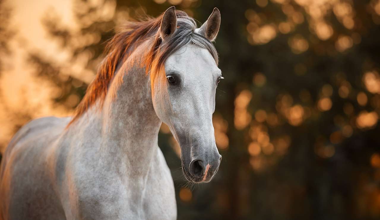 Wit prachtig paard in de boezem van de natuur legpuzzel online