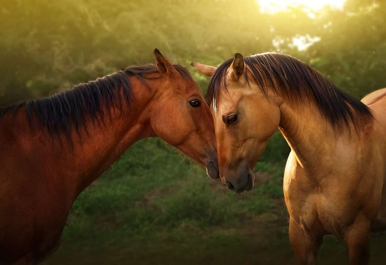 Two horses in love jigsaw puzzle online