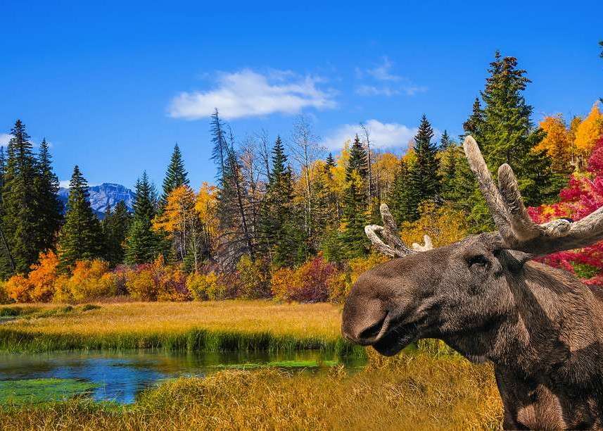 カナダの秋の風景 ジグソーパズルオンライン