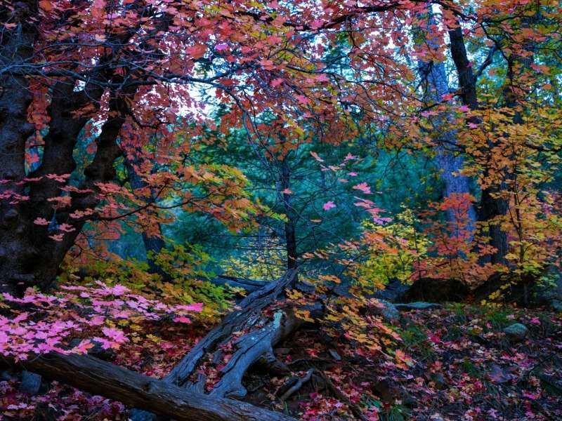 Arizona-Outono na Floresta Nacional de Tonto puzzle online