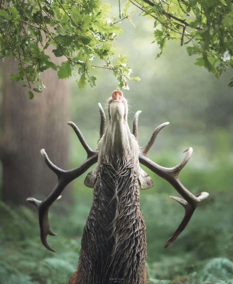 A deer in the field jigsaw puzzle online