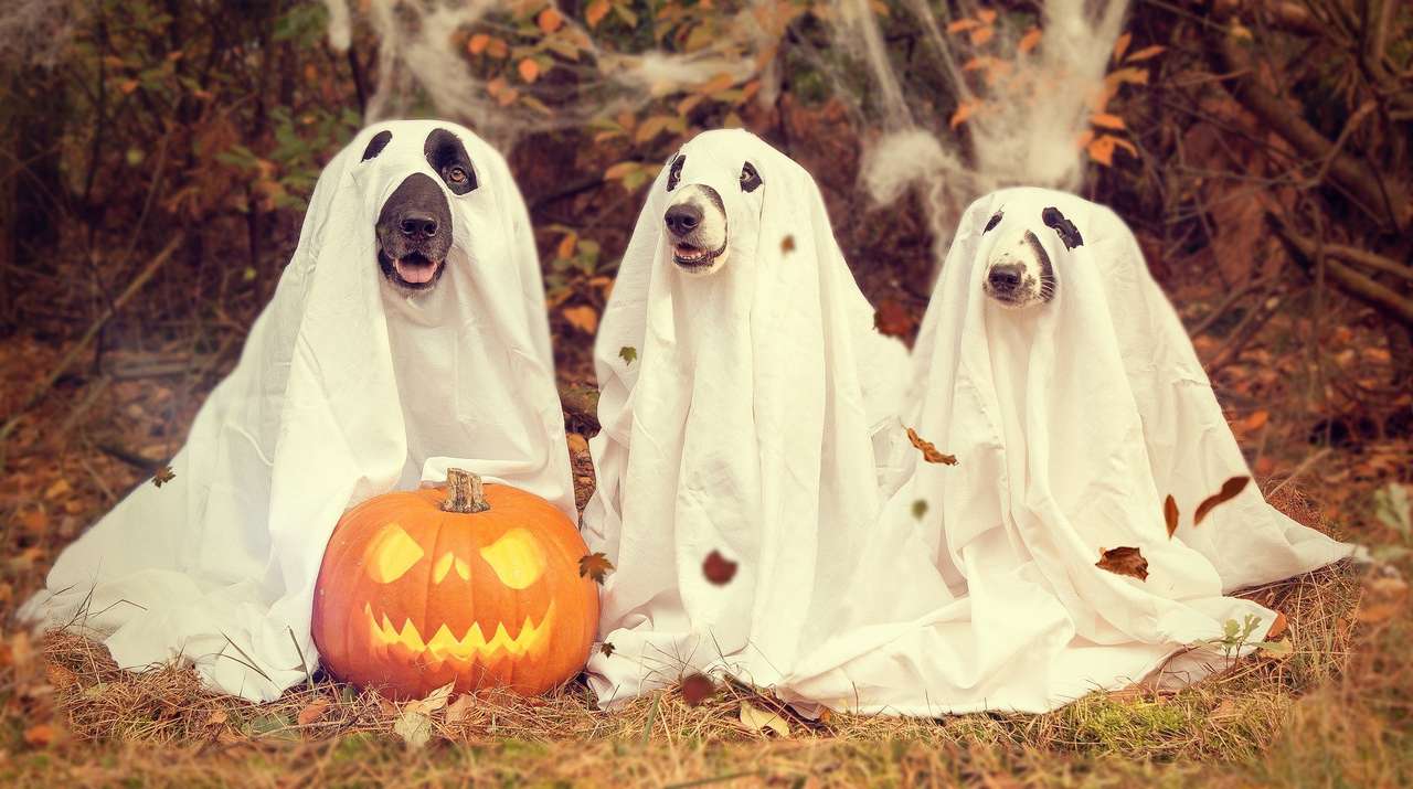 Halloween hundar pussel på nätet