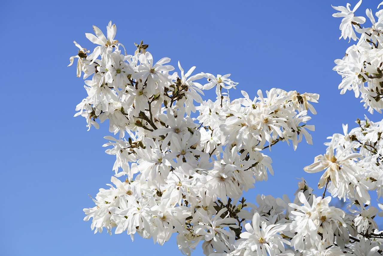 magnolia estrella rompecabezas en línea