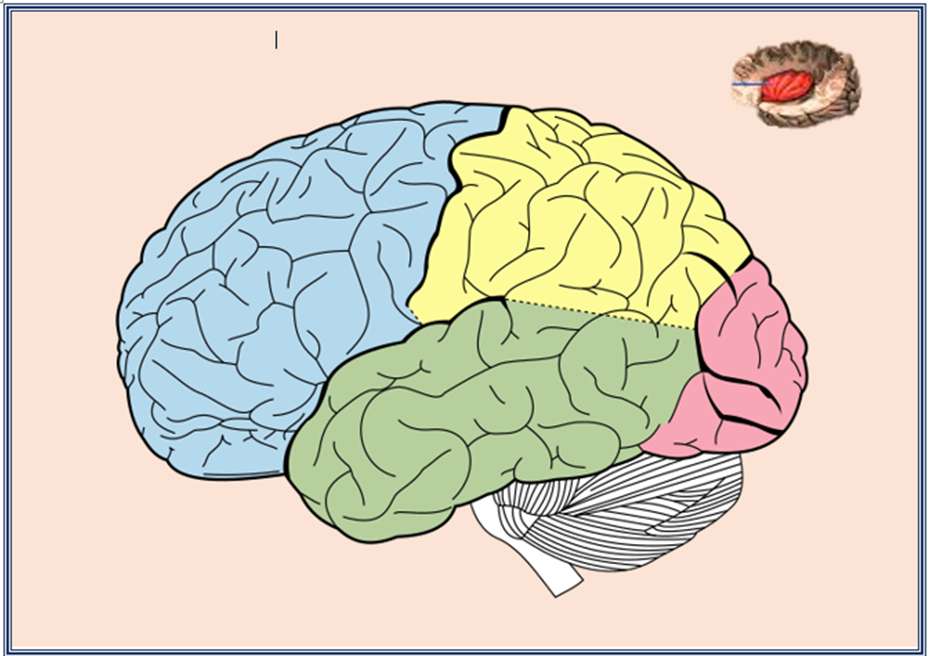 creierul puzzle online