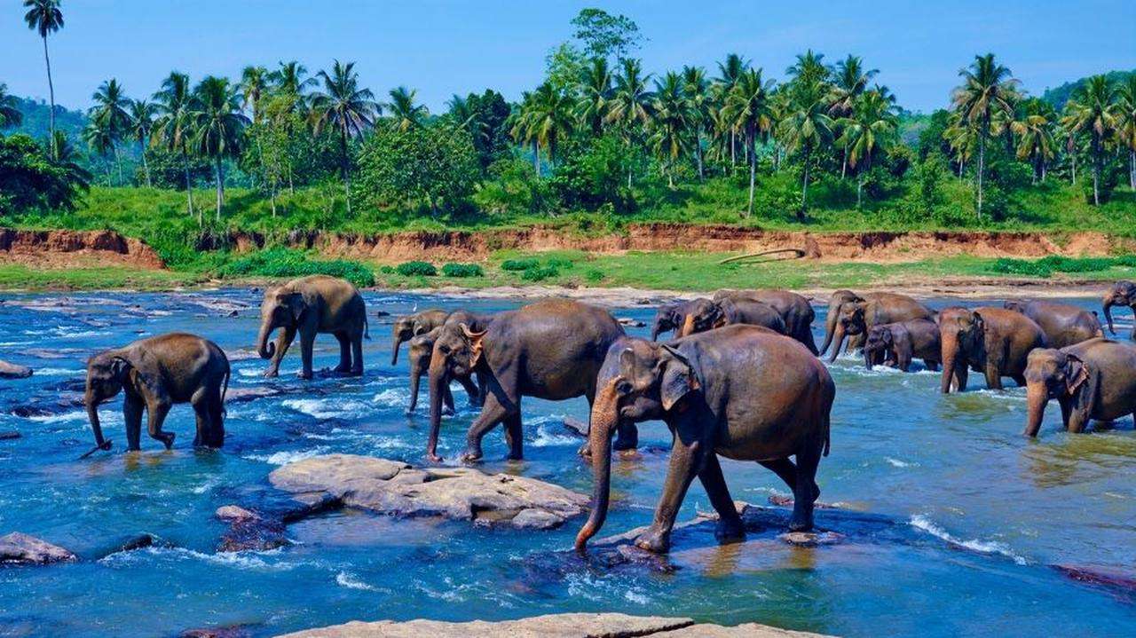 Слоны на Цейлоне онлайн-пазл
