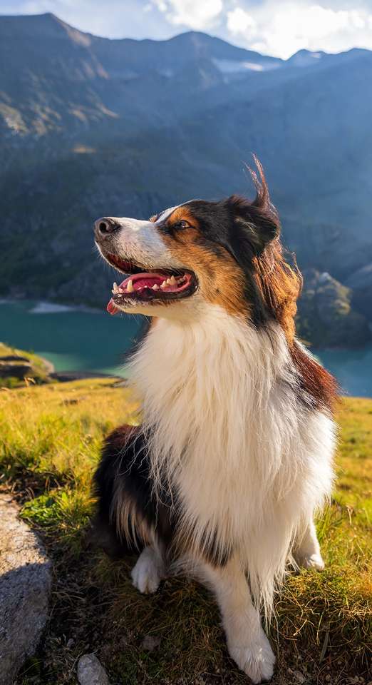 Австралийско овчарско куче на фона на планината онлайн пъзел