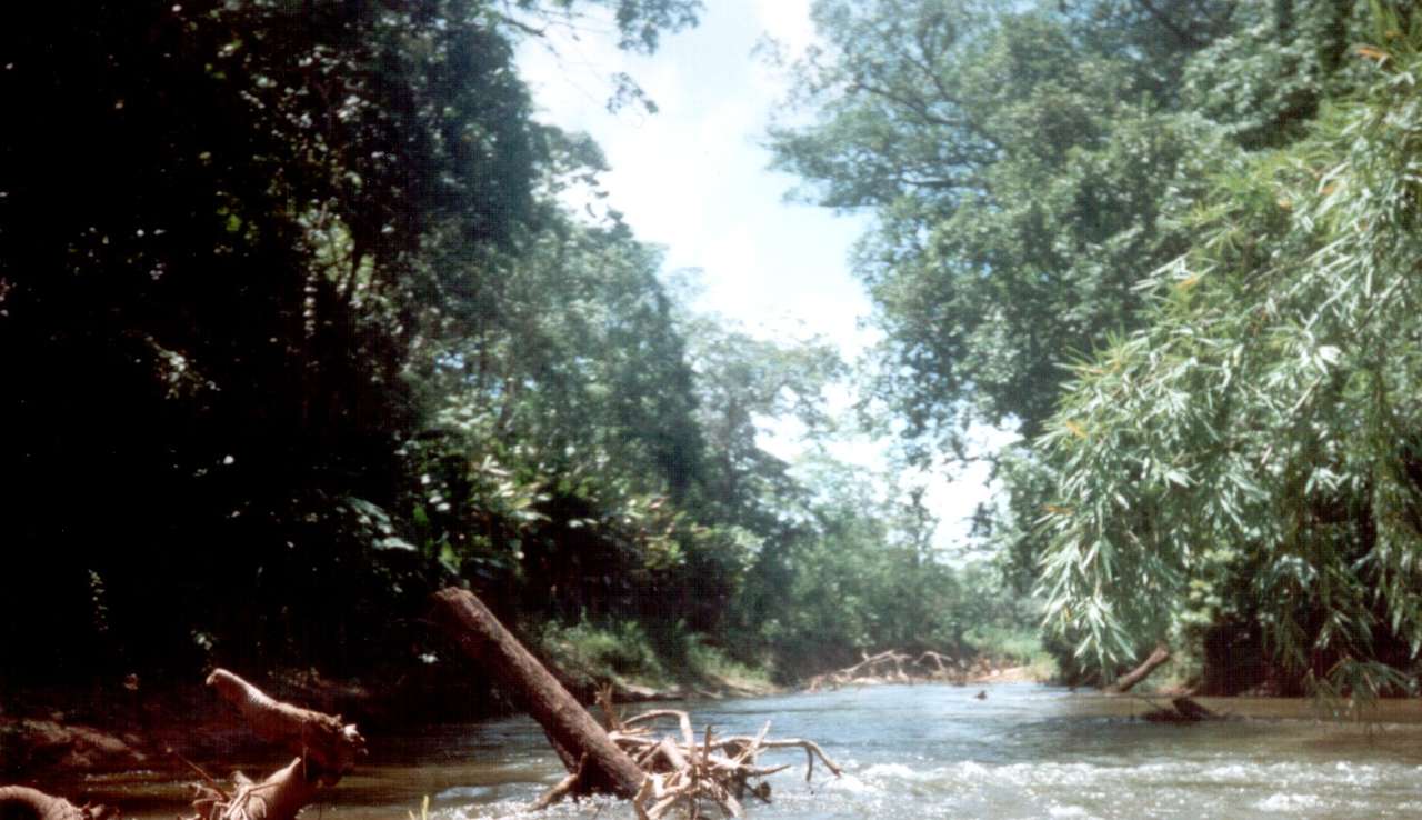 RIO PLATANO rompecabezas en línea