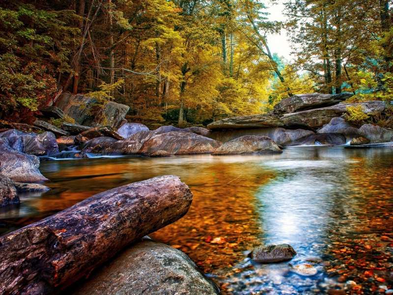 Forest Stream en octobre-Leśny potok, quelle vue puzzle en ligne