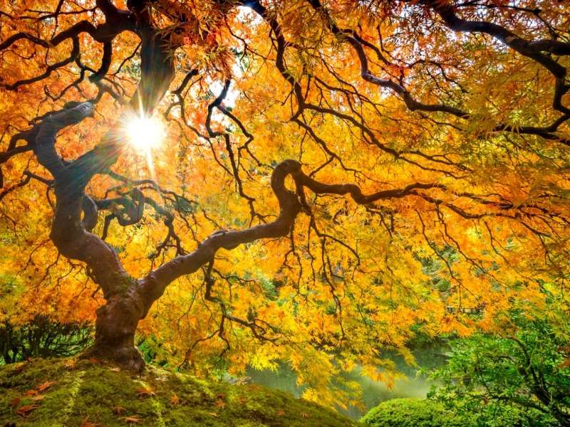 Zlatý podzimní strom-Zlatý podzimní strom, není divu skládačky online