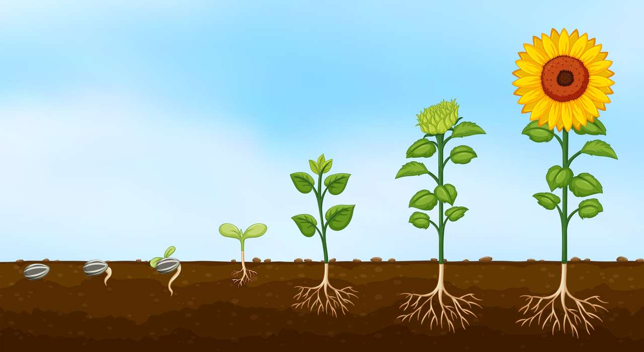 Растеж на растенията онлайн пъзел