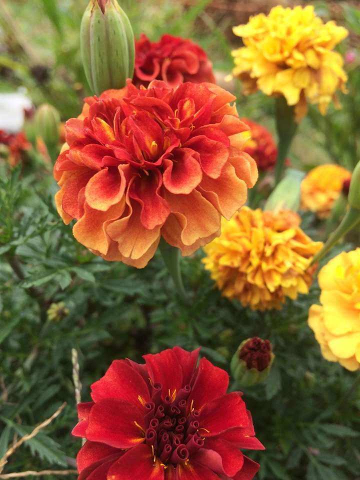 Tagetes jigsaw puzzle online