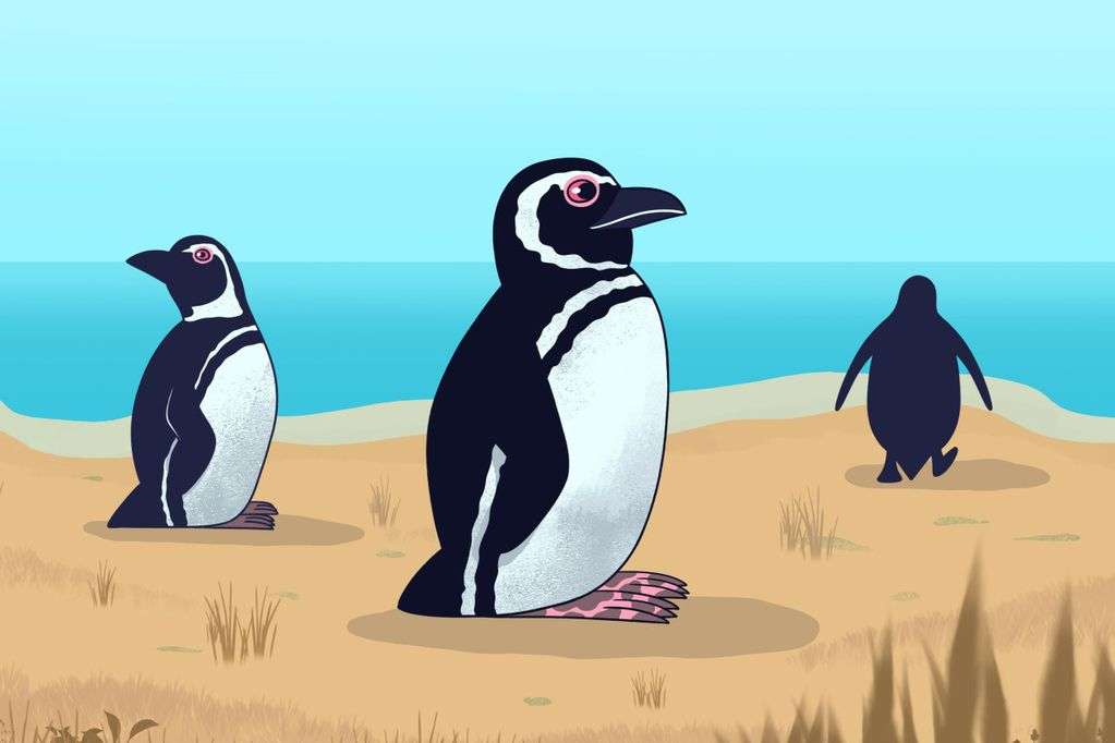 маленькие пингвины онлайн-пазл