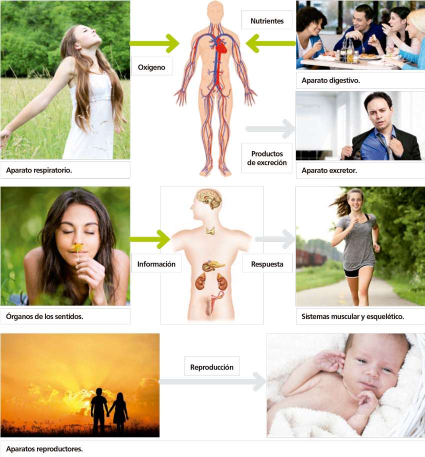 Sistemas de relacionamento do corpo humano com o meio ambiente quebra-cabeças online